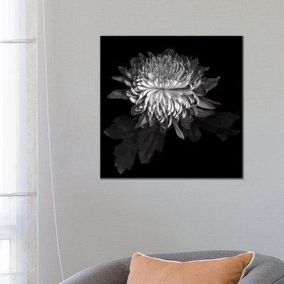 Chrysanthemum I, B&W by Magda Indigo - Wrapped Canvas Gallery-Wrapped Canvas Giclée