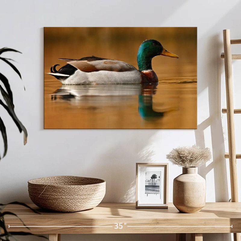 Canard colvert Brampt, H 16 po x l 24 po