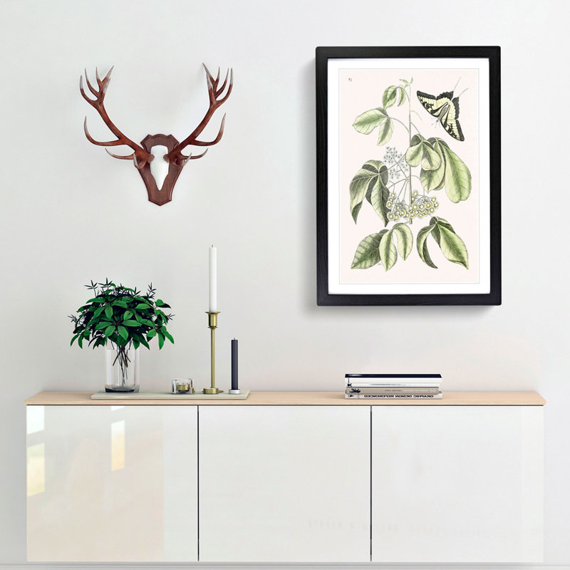 Swallowtail Butterfly by Mark Catesby - Framed Print, Black Framed, 87cm H x 62cm W x 2cm D