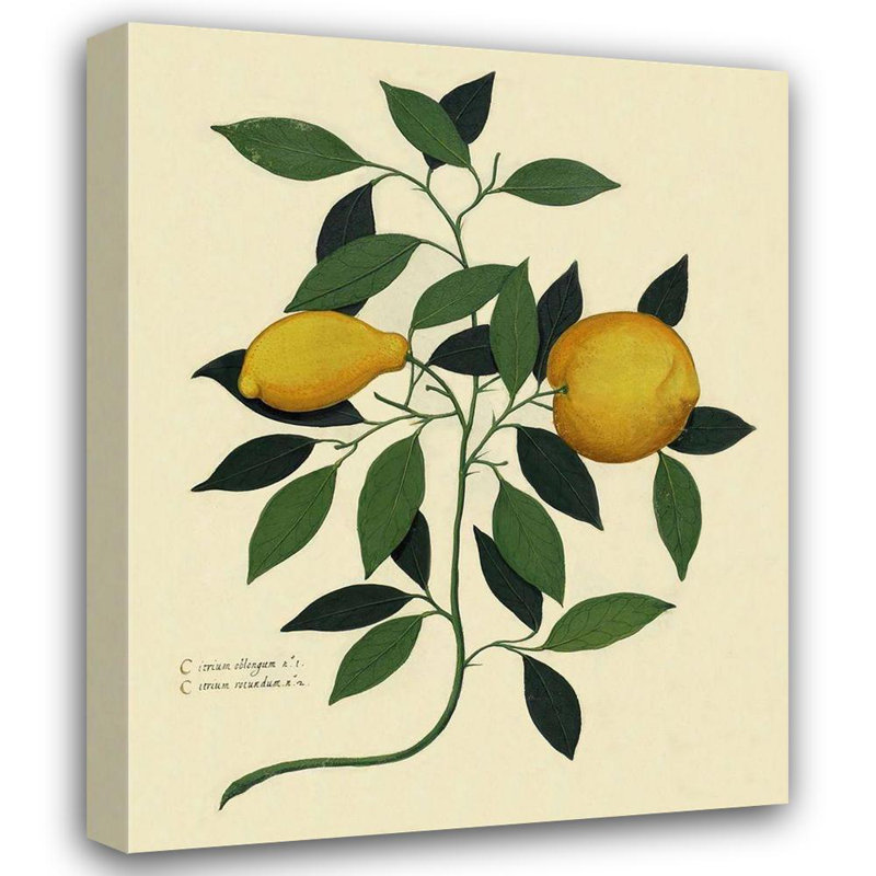 Art sur toile tendue par Red Barrel Studio® Lavoie, Tina Gallery, Illustration de citron botanique italien, H 18 po x l 15 po