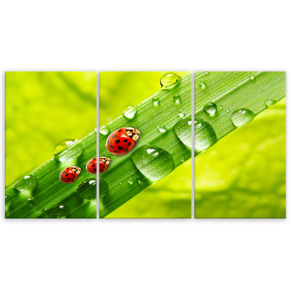 Ebern Designs Ladybird Leaf Drops - 3 Piece Wrapped Canvas Print ...