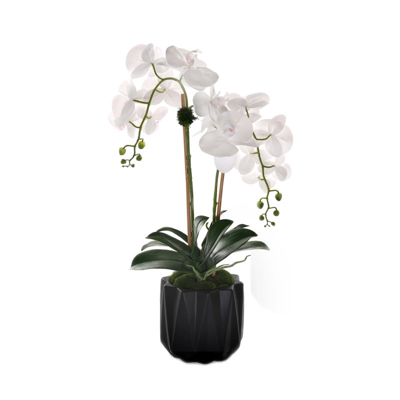 Orchidées phalaenopsis en pot Real Dimension, Noir