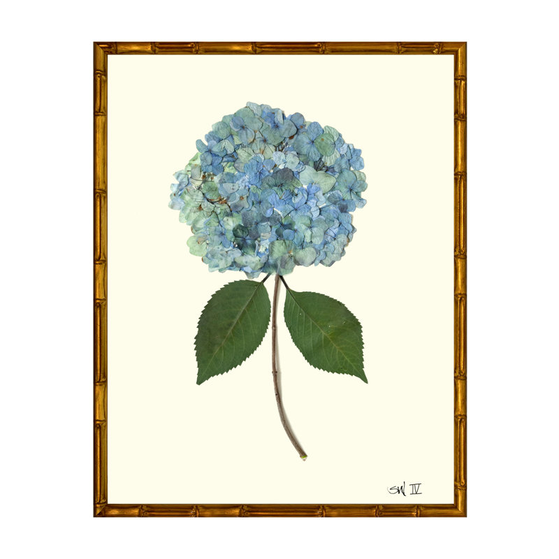 Pressed Hydrangea Print by Sandy Whitaker, Gold
