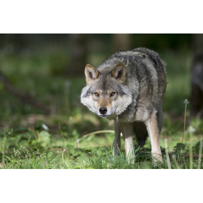 " Gray Wolf "