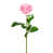Rose pâle