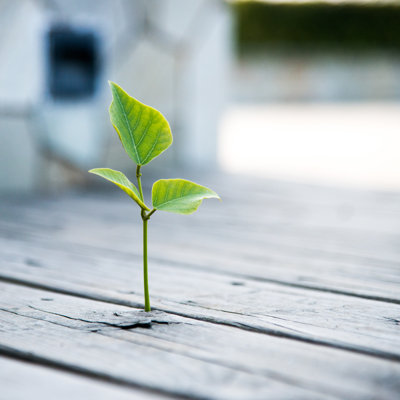 New Life by Baona