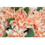 Livia RealTouch Dahlia Arrangement-463096115