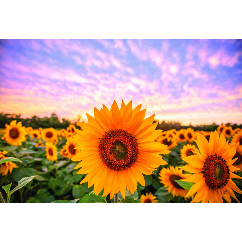 Sunflower Sunset - Impression sur toile tendue, H 8 po x l 12 po