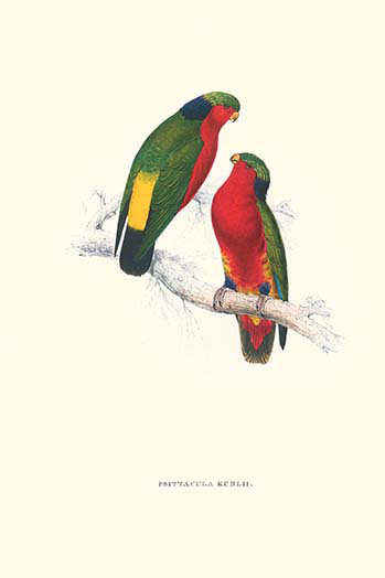 « kuhl perruche-vini kuhli » par edward out, reproduction d’art