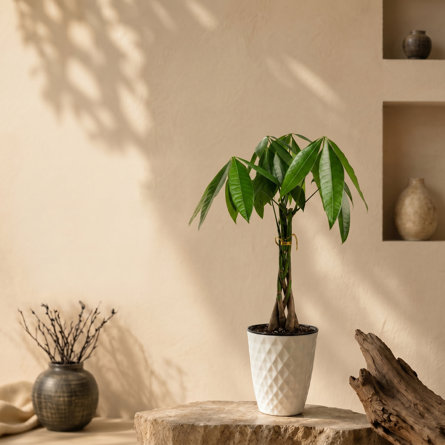 A braided money tree in a white textured pot sits on a natural stone pedestal against a beige wall with decorative niches and rustic accents.