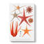 Selection Of Starfish by Albert I - Wrapped Canvas-55318473
