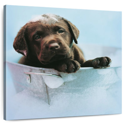 Brampt Beau The Dog