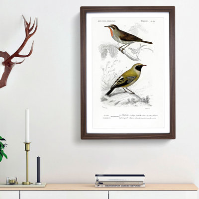 Bird Illustrations PL. 55 by Charles d Orbigny - Framed Print