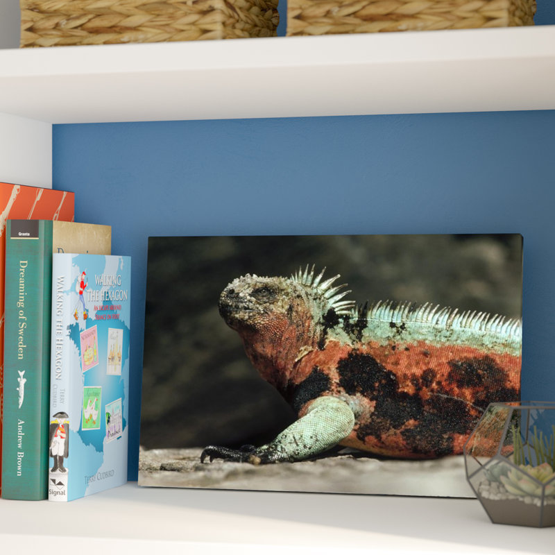 " Marine Iguana Male In Breeding Color, Galapagos Islands, Ecuador ", 12" H x 18" W, Wrapped Canvas