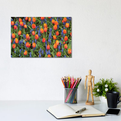 Tulip And Grape Hyacinth Flowers, Skagit Valley, Washington 1 Piece Wrapped Canvas Wall Art