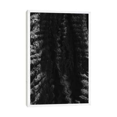California Redwood Tree by Bethany Young - Print on Canvas