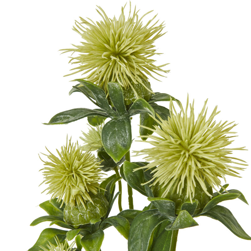 Anastasija Arrangement, Green