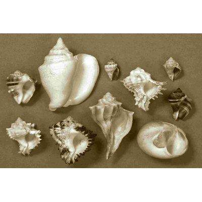 Shell Collector Series II 2855515