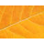Autumn Leaf Print by Philippe Monthoux-65809653-65809654