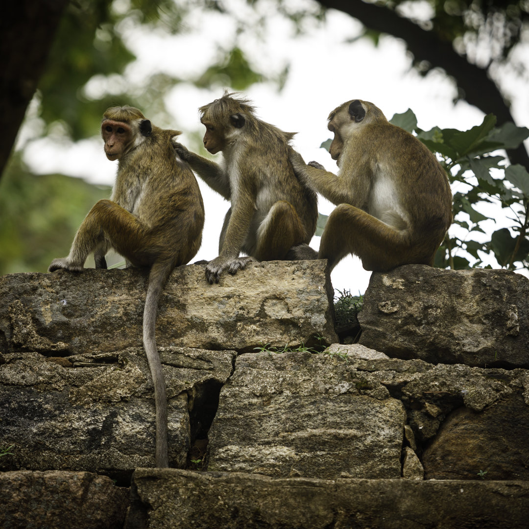 Toque Macaque Monkeys von Adam Smigielski - Kunstdrucke auf Leinwand