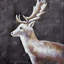 Vue de profil de cerf dans le noir - reproduction de faune | Décoration intérieure-207536339