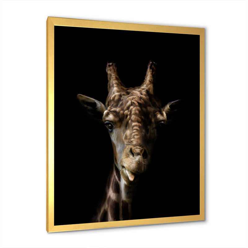 Gros plan sur une girafe sur fond noir, H 32 po x l 16 po, Toile encadrée dorée