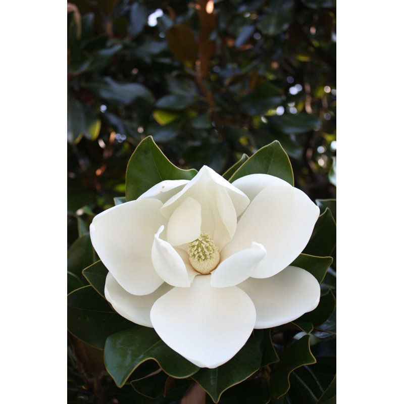 «Beautiful White Magnolia» par Claranila - Photographie sur toile tendue, H 18 po x l 12 po