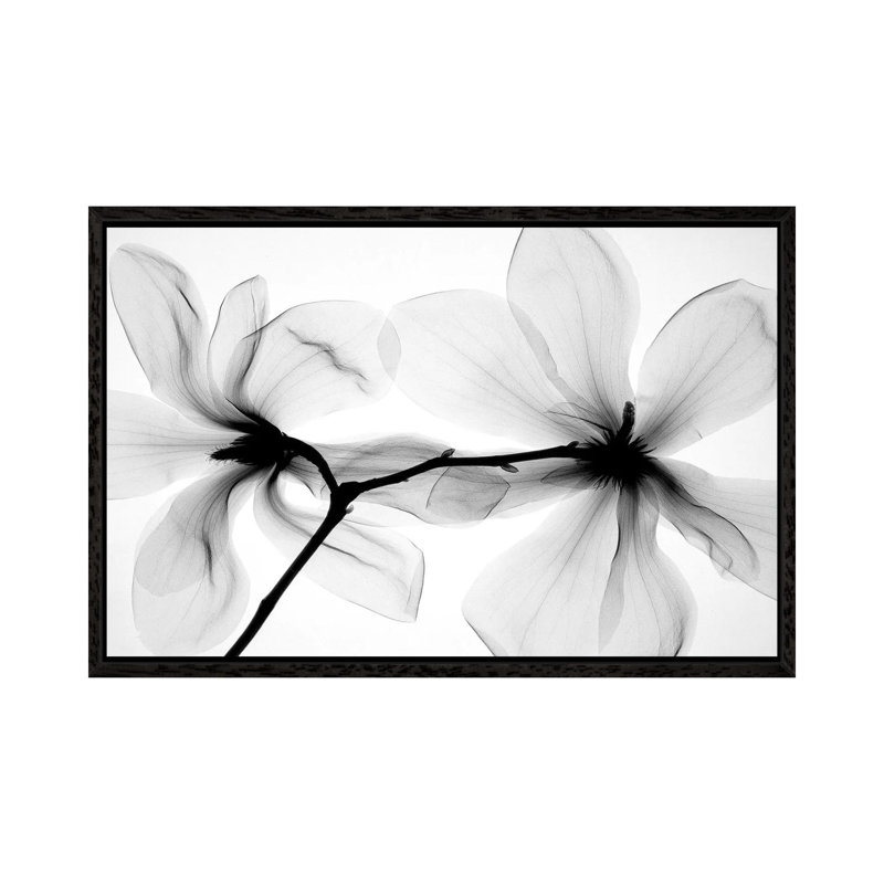 Magnolias I by Hong Pham - Print on Canvas, Black Floater Framed, 66.04 cm H x 45.72 cm W