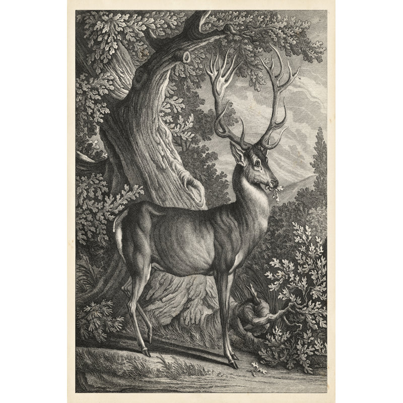Woodland Deer I - Wrapped Canvas Print, 91cm H x 61cm W x 3.8cm D
