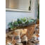 Faux Succulent