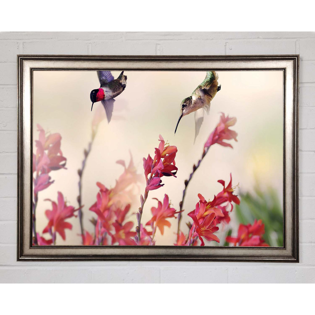 Persei Hummingbird Delight Gerahmter Druck Wandkunst