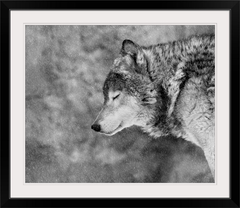 «Let It Snow» par Victoria Ivanova, reproduction de photo de Straub, H 25 po x l 30 po x P 1,5 po, Toile