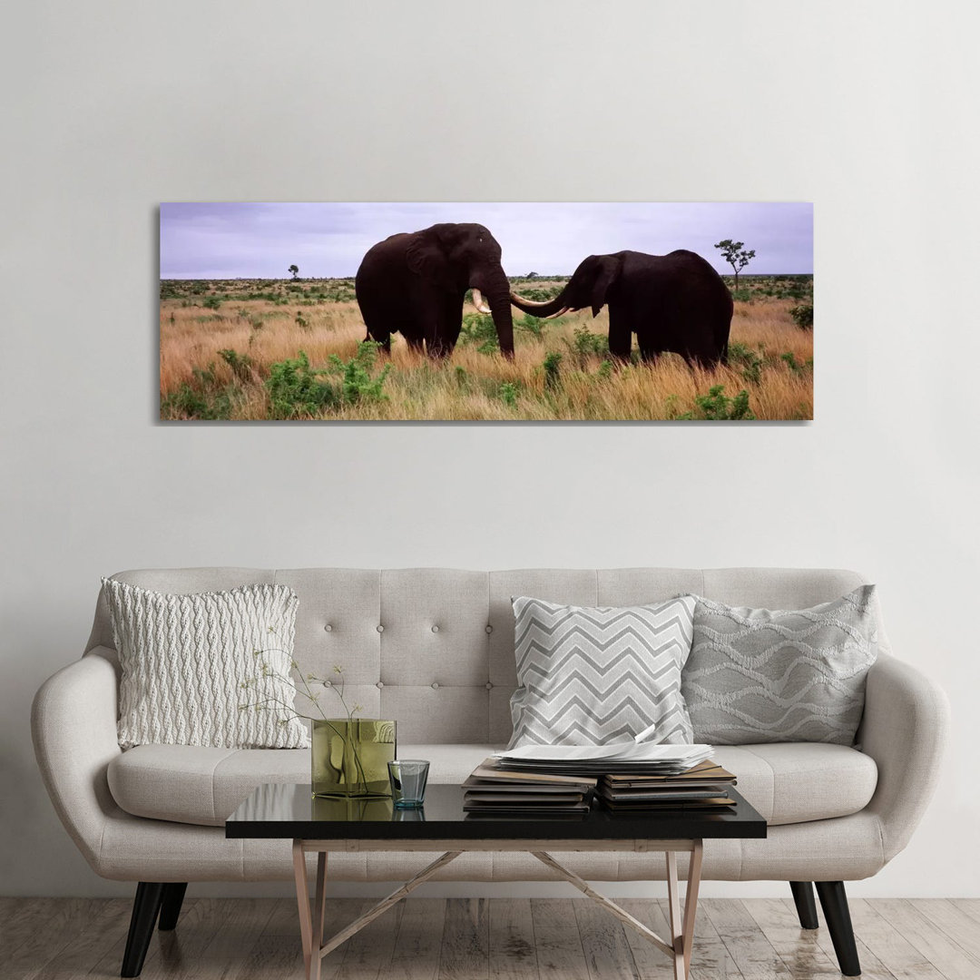 Two African Elephants (Loxodonta Africana) Socialize on the Savannah Plains - Wrapped Canvas Panoramic Photograph
