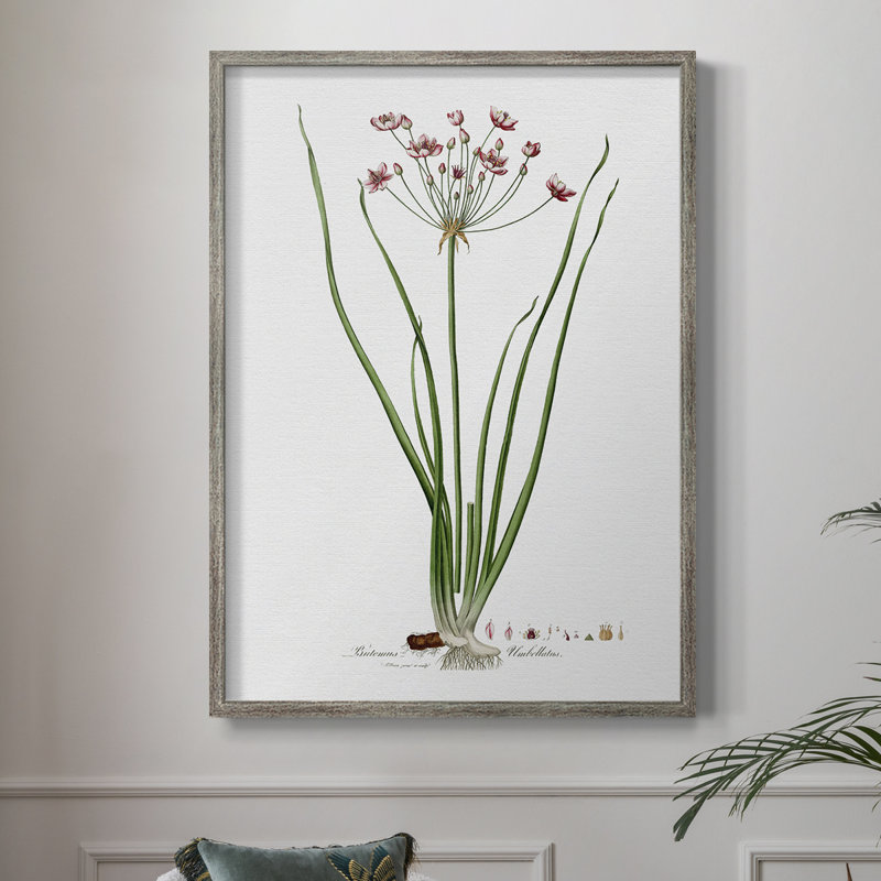Rose Botanical II Framed Print - Solid Wood 47458, 30" H x 24" W
