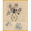 Tres Roses Print by Paule Marrot-1668135102-1668135103