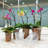 4inch 5 Pack Nursery Pots For Plant Thicken Plastic Orchid Pots With Drainage Holes-1063572515