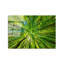 Boze Print on Glass