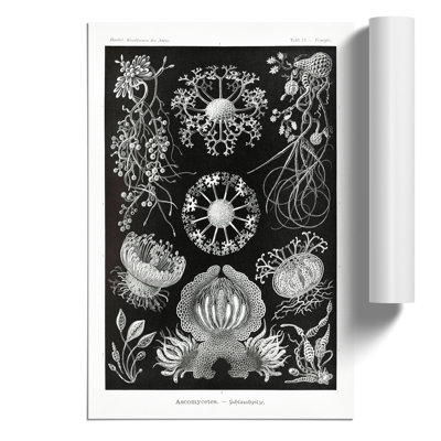 Ascomycete Fungi by Ernst Haeckel - Frameless Print