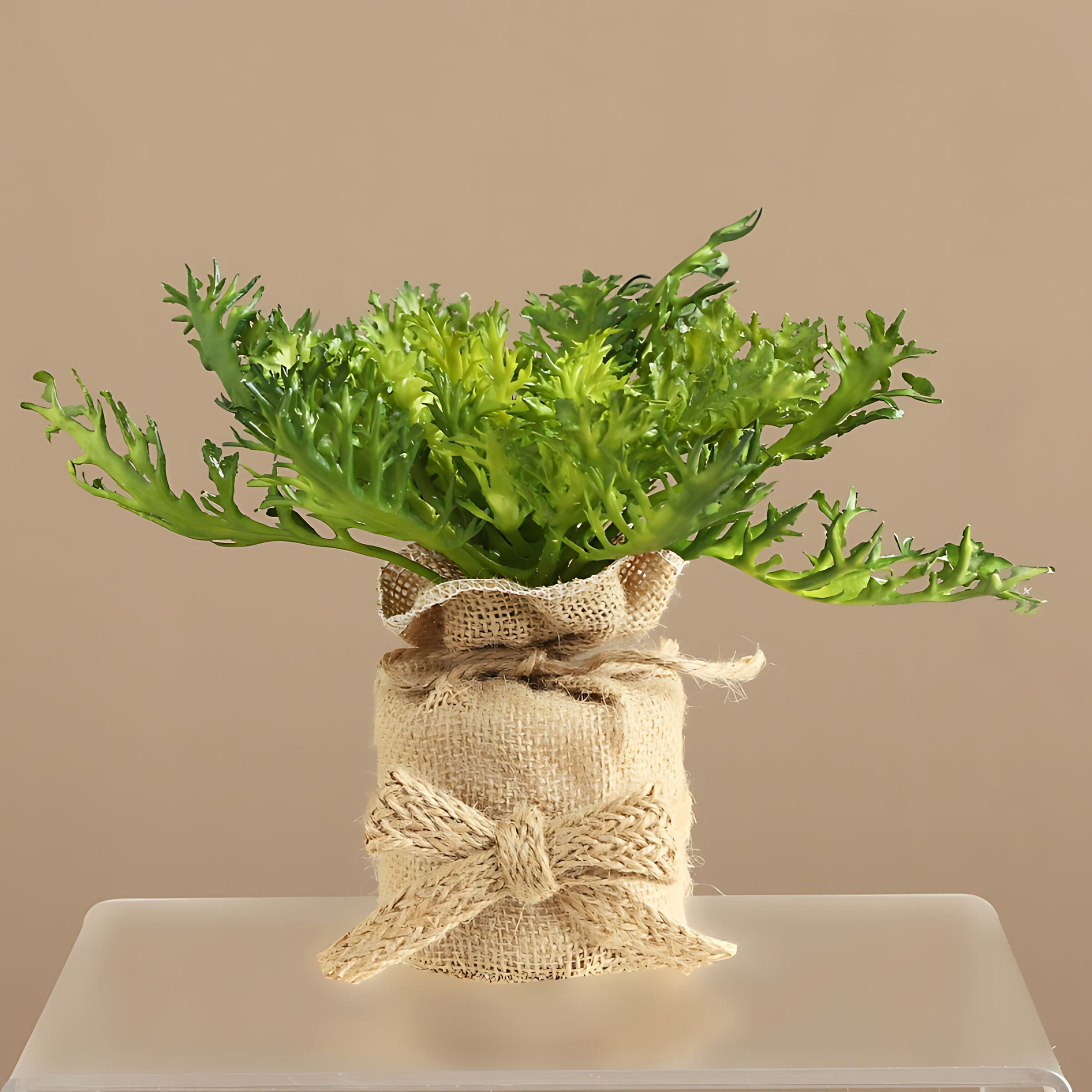 ferm living plant box tray Ferm Living Mist Resin Tray 20cm