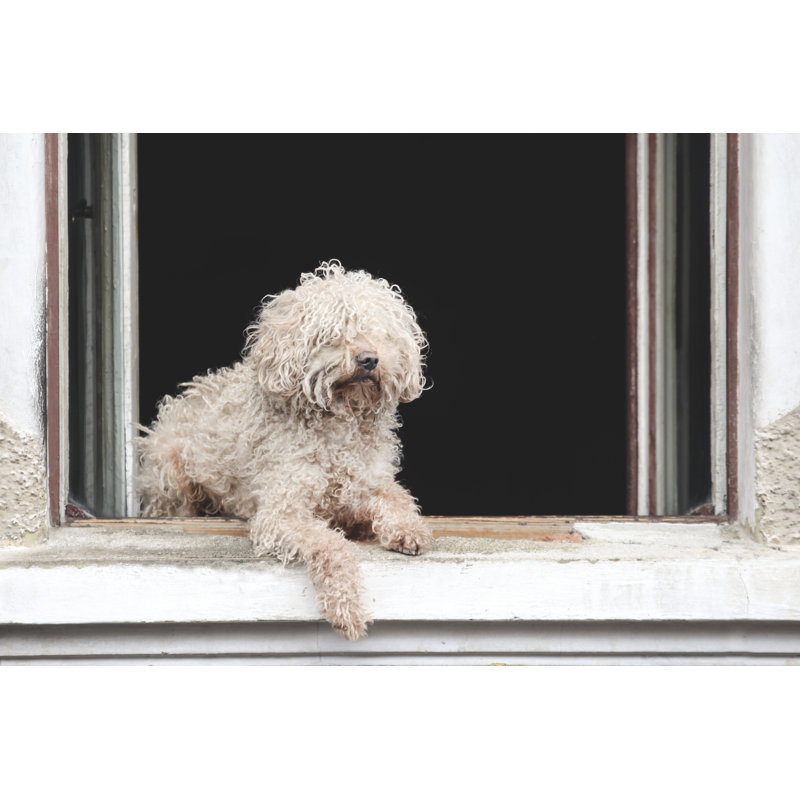 Chien qui se détend sur une fenêtre, H 12 po x l 18 po