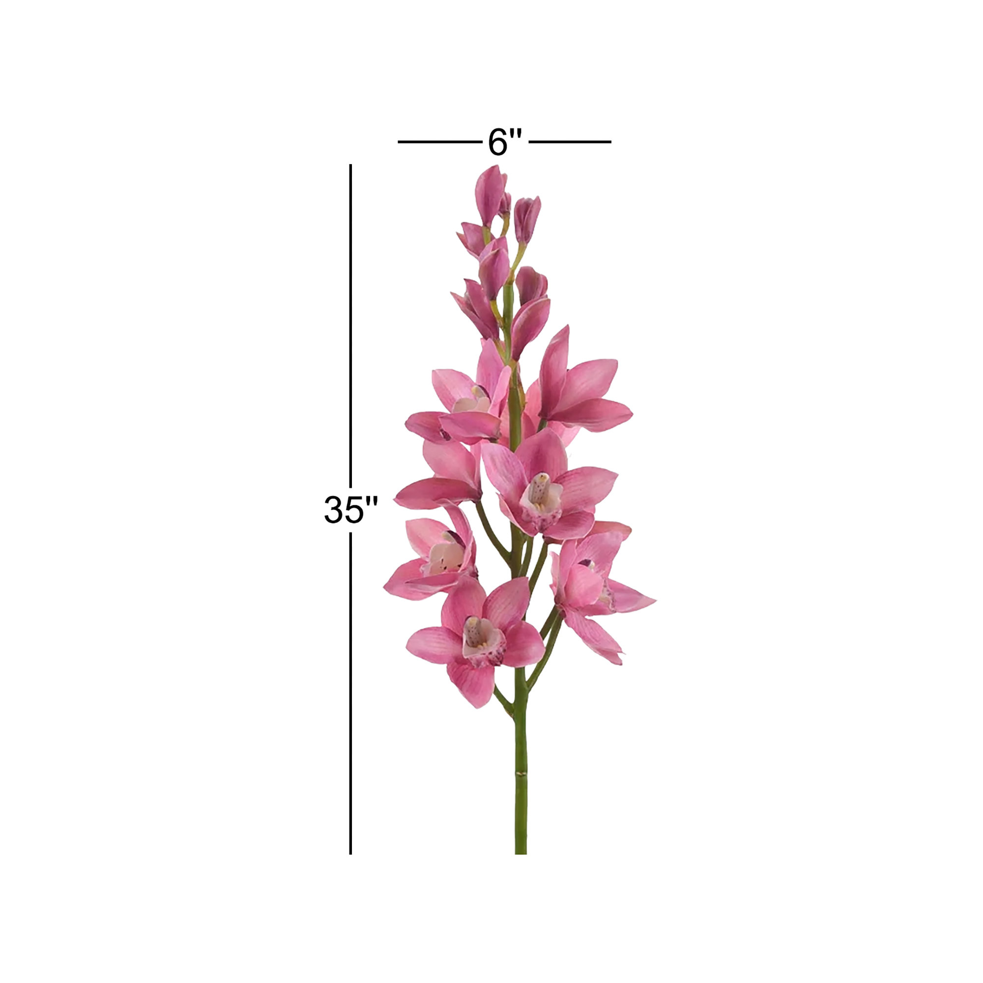 ORCHID CYMBIDIUM STEM