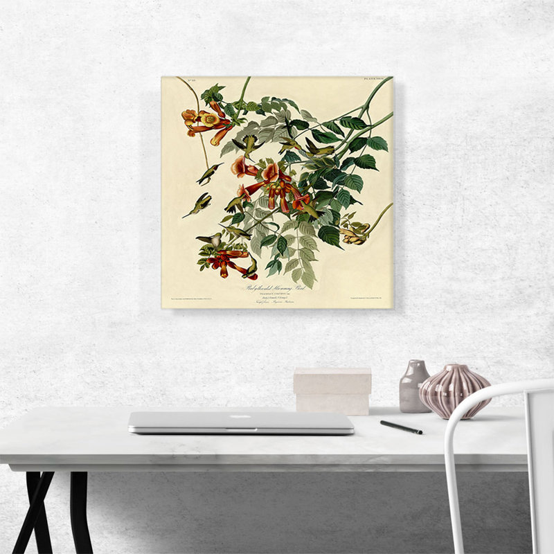 «Colibri à gorge rubis» par James Audubon, reproduction d'art sur toile tendue, H 18 po x l 18 po x P 1,5 po