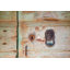 «Woodland Whimsy Bear» par Aledanda - impression sur toile tendue
