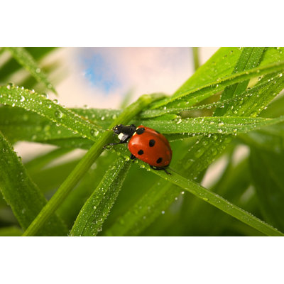 Dequawn Ladybug par Ella