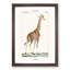 Giraffe by P.J.F. Turpin - Picture Frame Painting Print-55608614-55608616