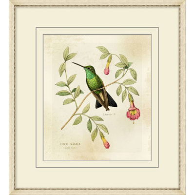 Brilliant Hummingbird Collection 8 Print