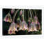 «Dew Bells» par Jacky Parker - impression sur toile tendue-30272530-72566956-72566960