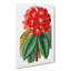 Rhododendron Flowers - Wrapped Canvas-55323607