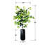 5-Foot Ficus Tree in Black Ribbed Planter