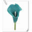 20 pièces de fleurs de lys Calla-945559904